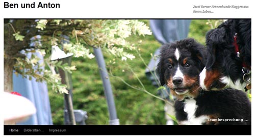 Ben und Anton - Zwei Berner Sennenhunde bloggen aus ihrem Leben